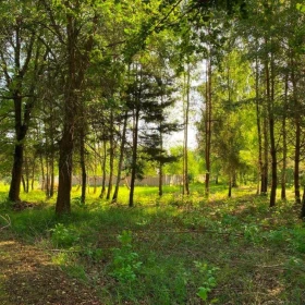 Działka rekreacyjna, budowlana, 2400m2, Puszcza Kozienicka sprzedam